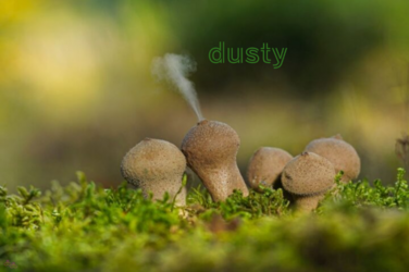 dusty.puff2.png