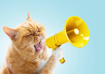 kot_yelling_sexo.jpg