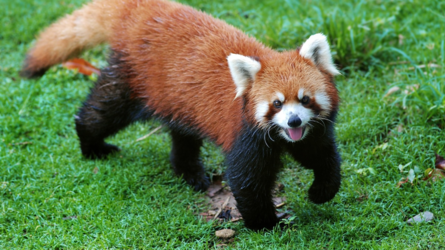 Red Panda 14.png