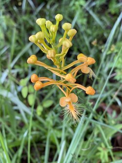 IMG_2668.jpeg