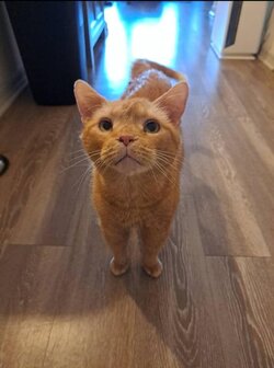 just-look-at-his-face-and-those-far-apart-eyes-v0-e7w5ujpter8a1.jpg
