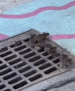 Rats.jpg