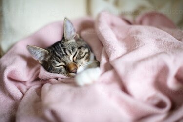 kitten-sleeping-whilst-wrapped-up-in-pink-cotton-blanket-austockphoto-000069678.jpg