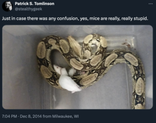 Mice.png