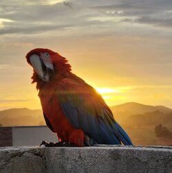sunset macaw.jpeg