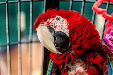 Green wing macaw 1.jpg