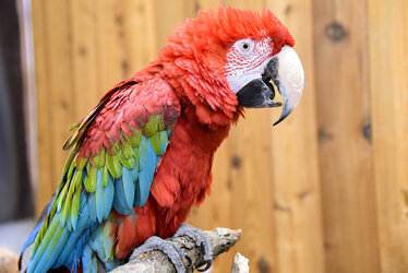 green-winged-macaw-2022.jpg