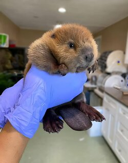 baby-beaver-v0-dxkqt6cz6i9a1.jpg