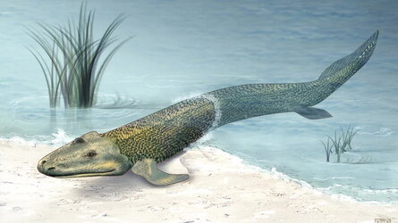 tiktaalik_wide-d5267f2bca149d05971c9947a178f8df4843d321.jpg