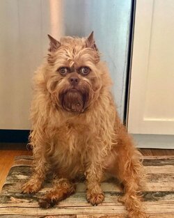 deranged dog.jpg