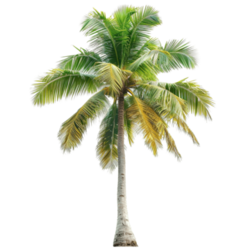 coconut tree.png