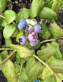 IMG_7478.jpeg