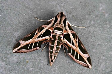 sphinx moth.jpg