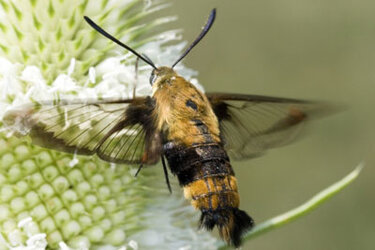 hummingbirdmoth1_400px.jpg