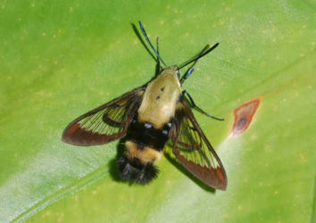 hawk moth.png