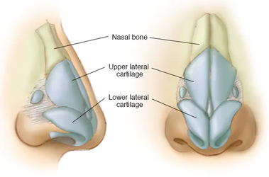 NoseCartilage.png