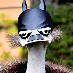 Emu Batman.jpg