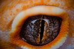 extreme_eye_shot_by_basticelis-d5dw1rj.jpg
