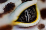 eye_shot_by_basticelis-d5d5d2n.jpg