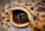 eye_shot_by_basticelis-d5iwd5p.jpg