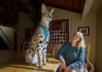 are-serval-cats-dangerous-2.jpg
