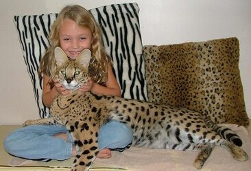Cuddling-Serval-2624335066.jpg