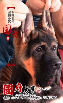 giant-chinese-german-shepherd-72562.jpg