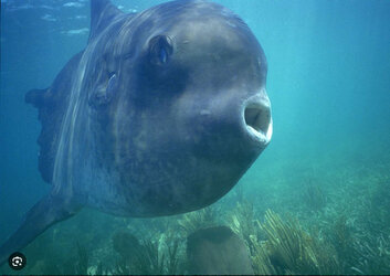 Sunfish_amhole.jpg