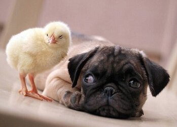 dog and chick 1.jpg