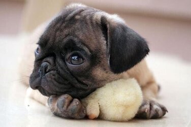 dog and chick 2.jpg