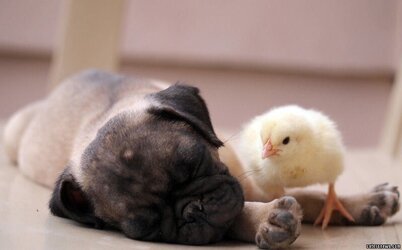 dog and chick 4.jpg