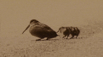 ezgif-6-d79a786a16.gif