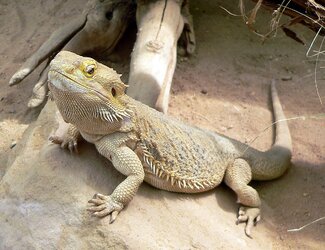 bearded dragon.jpg