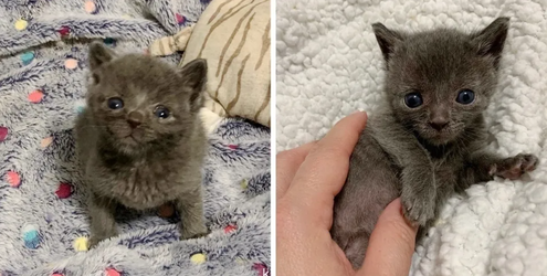 smallcat.png