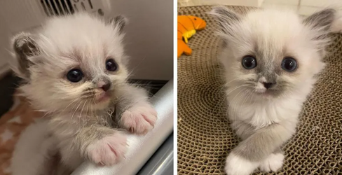 smallcat2.png