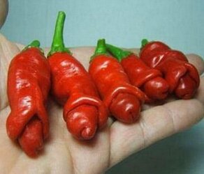 perec_chili_villi_chilly_willy_100sht_besplatnaja_otpravka_iz_rossii_dostavka_10_12_dnej_eto_r...jpg