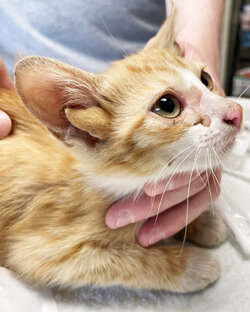 four-ears-kitty.jpg