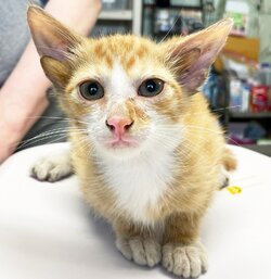 kitten-four-ears.jpg kitten-four-ears.jpg