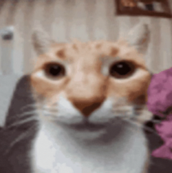 1723586839628.png