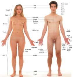 Anterior_view_of_human_female_and_male,_with_labels_2.png