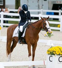 animal horse BVNxl5DCYAArlTg.jpg