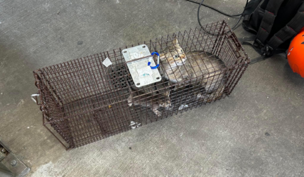 cat 1.png