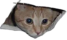 celing_cat.png