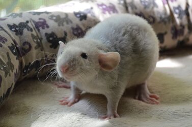 0c4aae501ffff22cfcba3170707f4362--dumbo-rat-pet-rats.jpg