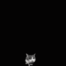 cat-throwing-brick-brick.gif