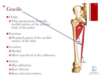 Gracilis.jpg