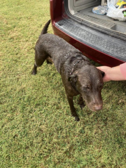 rescue dog 2.png