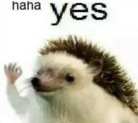 hahyes.jpg