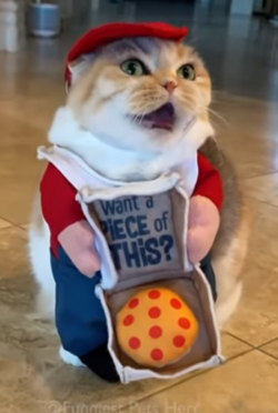 Pizza Delivery Cat.PNG