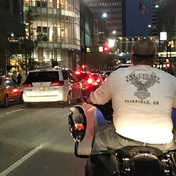 African grey on motorcycle.jpg